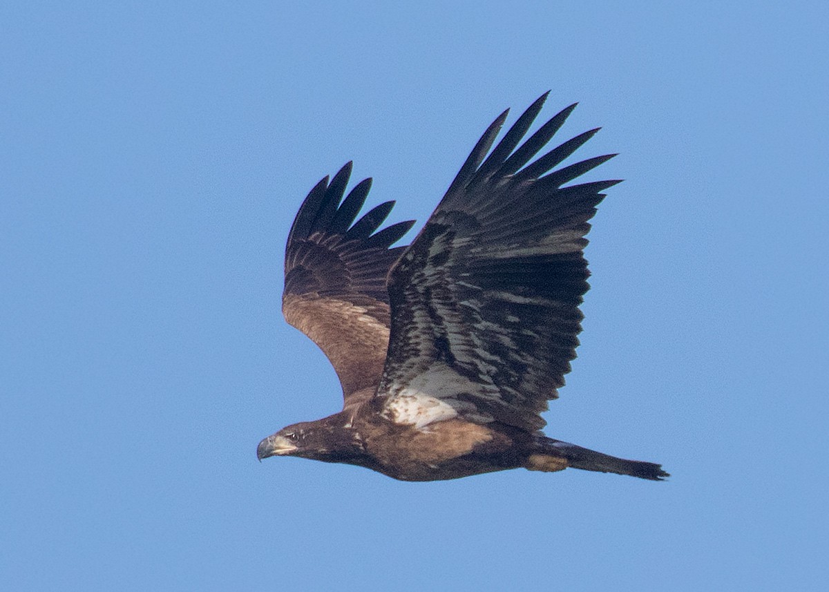 Weißkopf-Seeadler - ML623881843