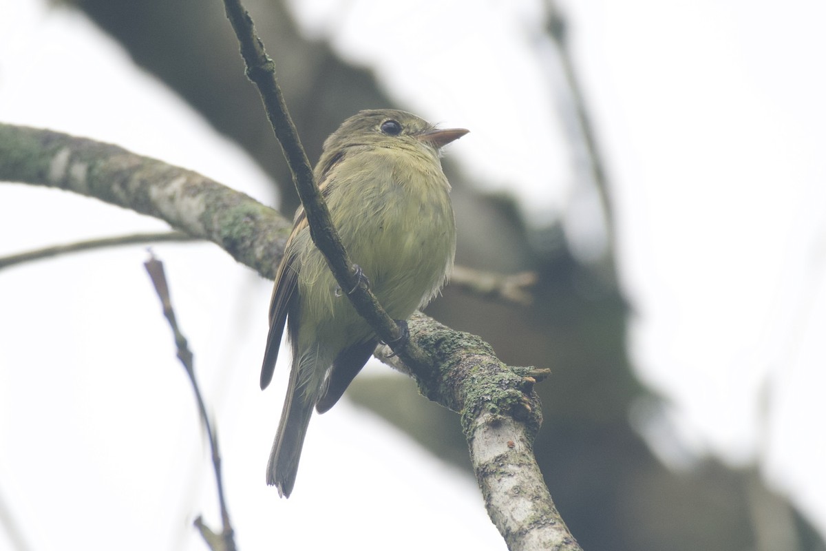 Acadian Flycatcher - Jesse Haaf