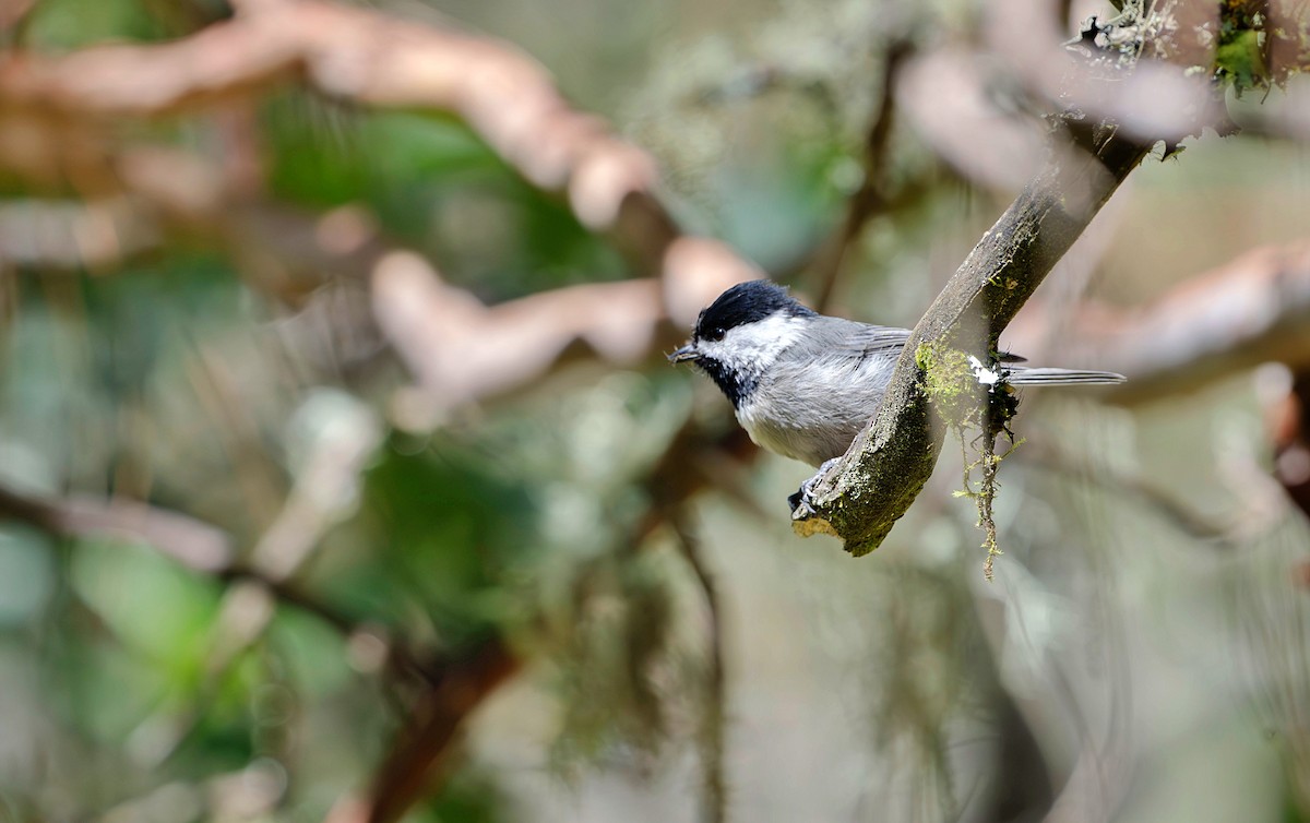 Mexican Chickadee - ML623881856