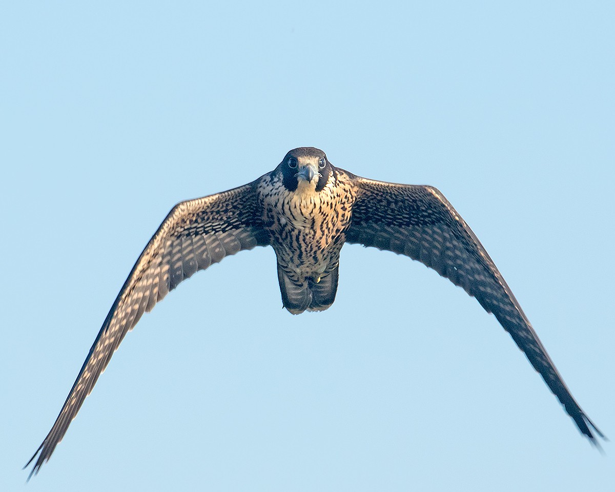 Peregrine Falcon - ML623881860