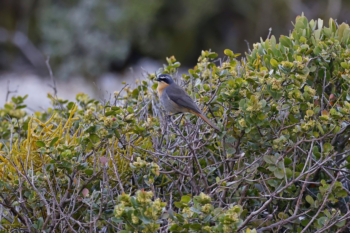 Cape Robin-Chat - ML623881863