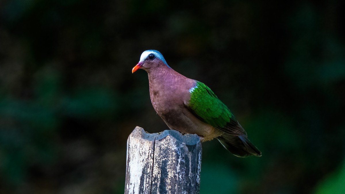 Asian Emerald Dove - ML623881864