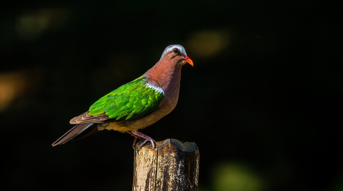 Asian Emerald Dove - ML623881865