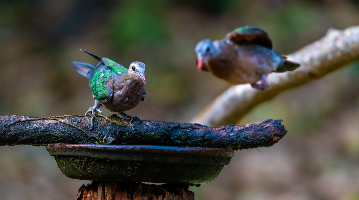 Asian Emerald Dove - ML623881868