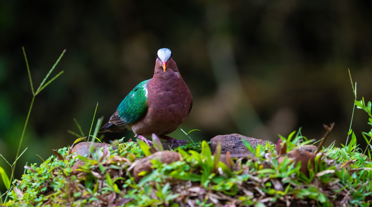 Asian Emerald Dove - ML623881869