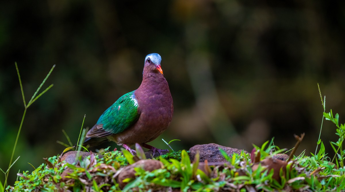 Asian Emerald Dove - ML623881870