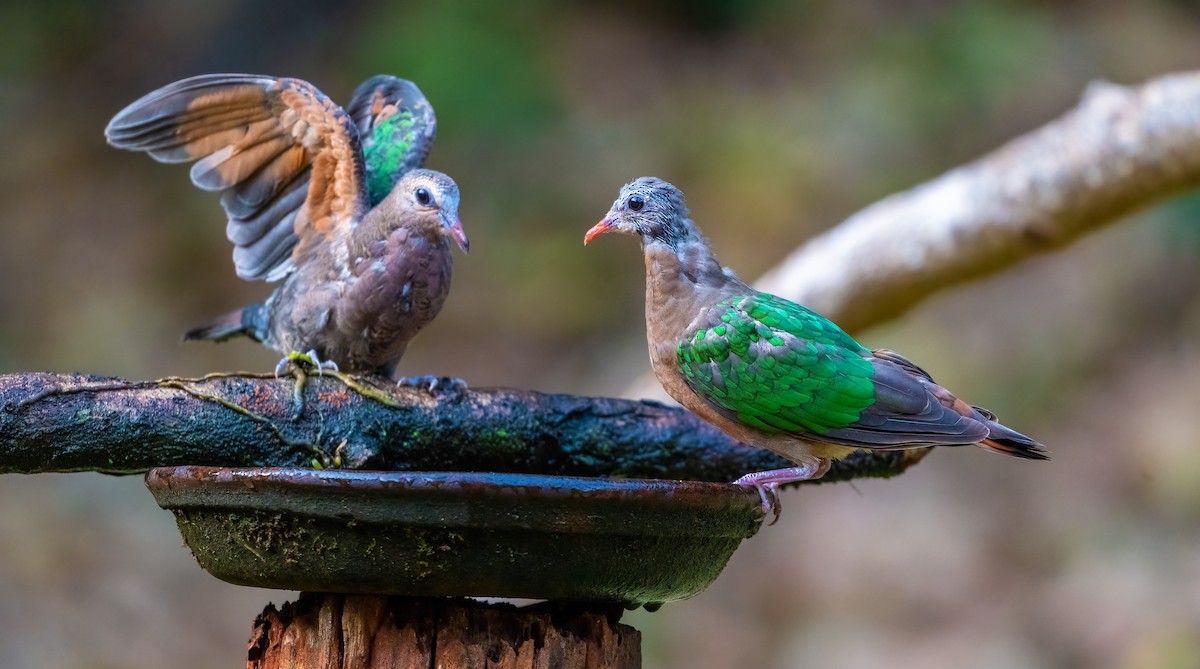 Asian Emerald Dove - ML623881872