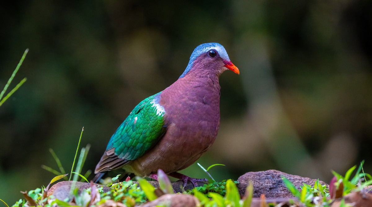 Asian Emerald Dove - ML623881873