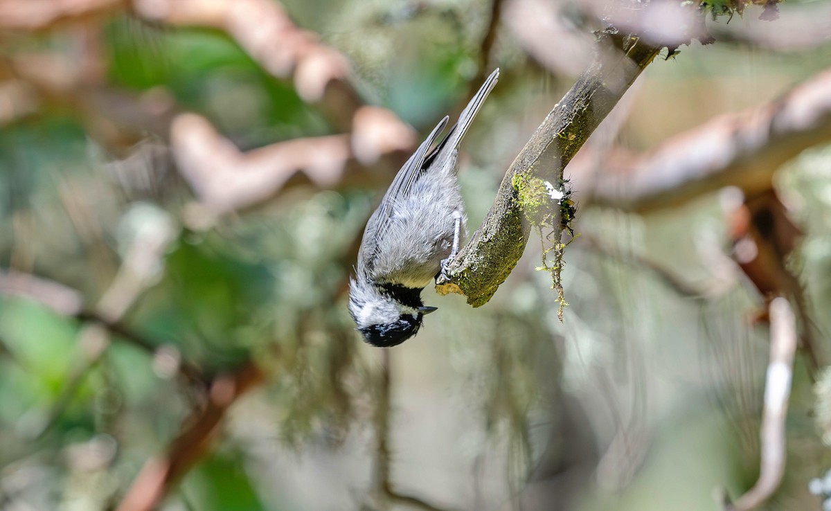 Mexican Chickadee - ML623881878