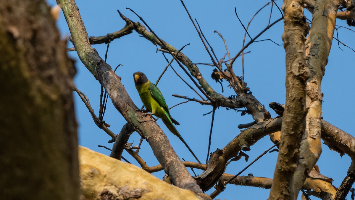 Plum-headed Parakeet - ML623881882