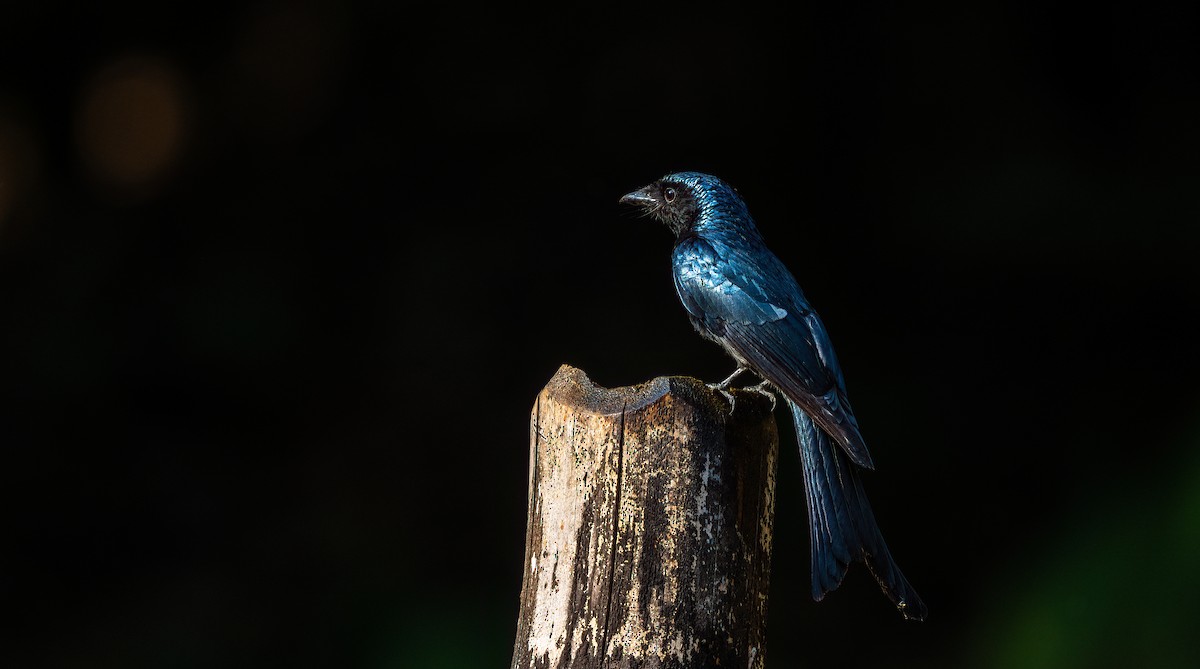 Drongo Bronceado - ML623881887