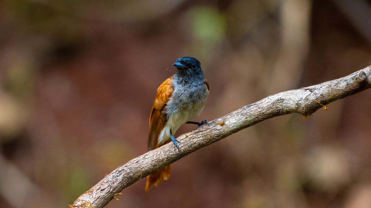 Indian Paradise-Flycatcher - ML623881897