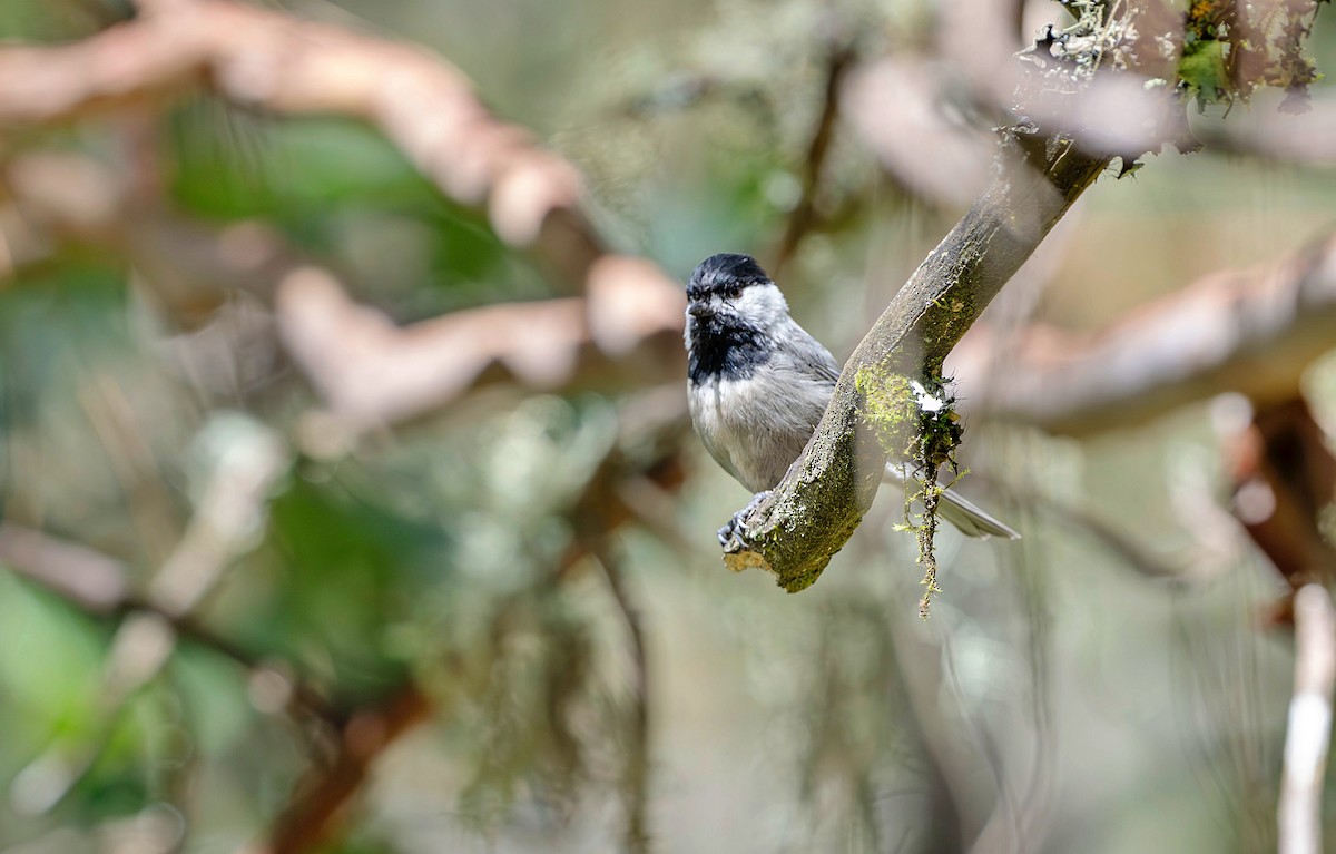 Mexican Chickadee - ML623881898