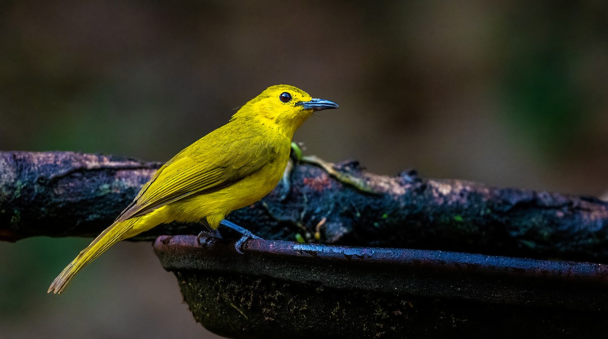 Yellow-browed Bulbul - ML623881906