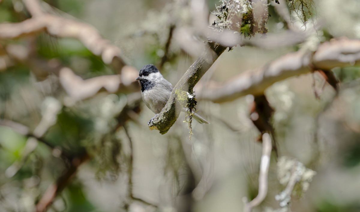 Mexican Chickadee - Rolando Tomas Pasos Pérez