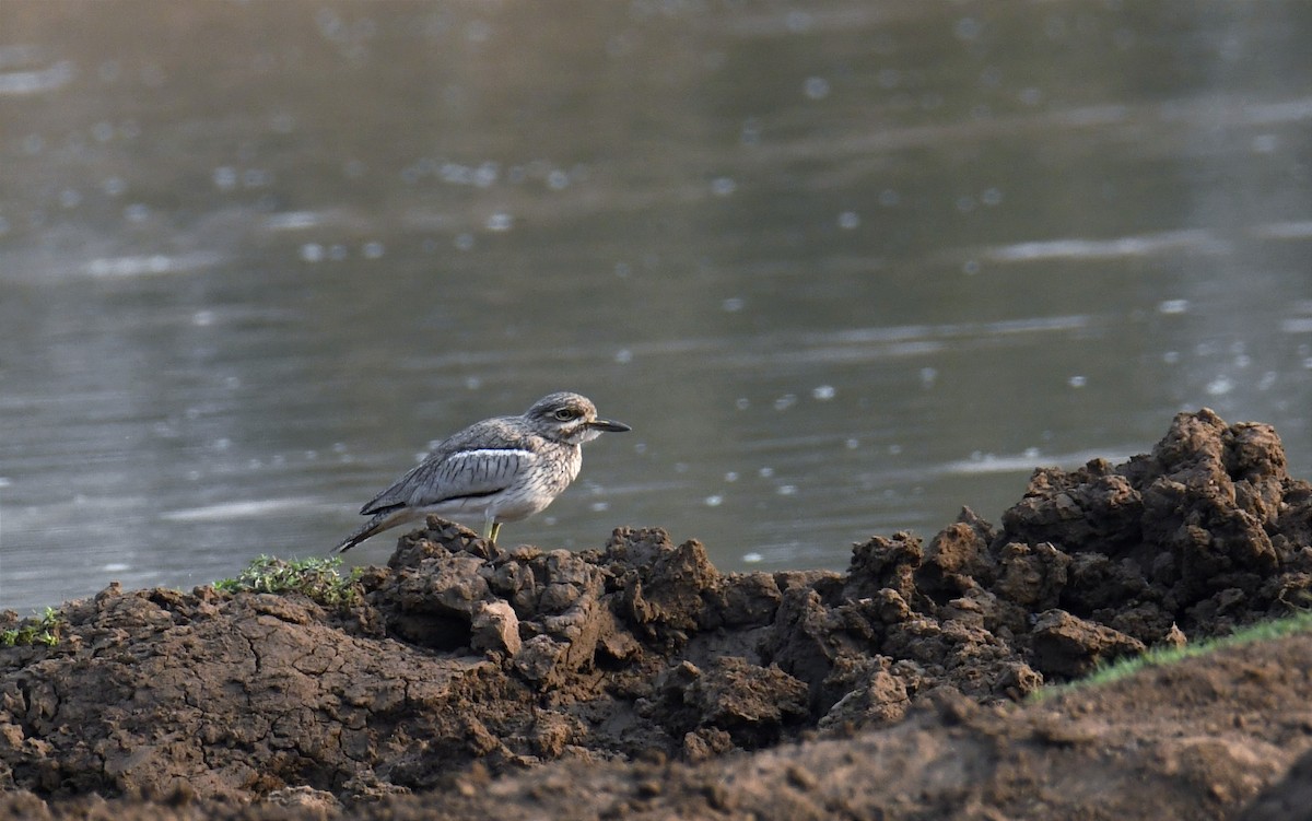 Water Thick-knee - ML623881913