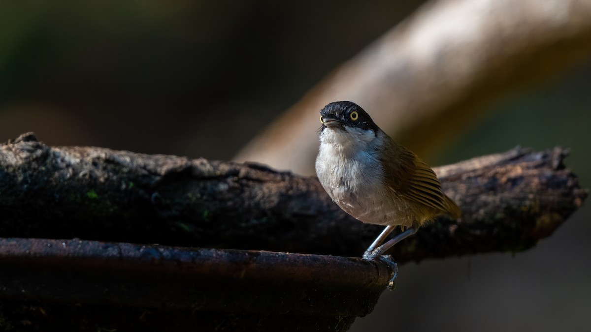 Dark-fronted Babbler - ML623881914