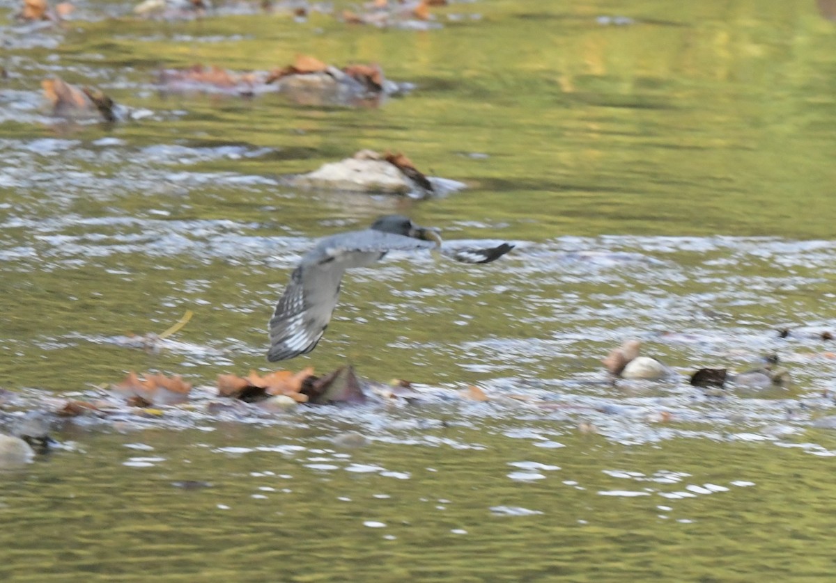 Belted Kingfisher - ML623881915