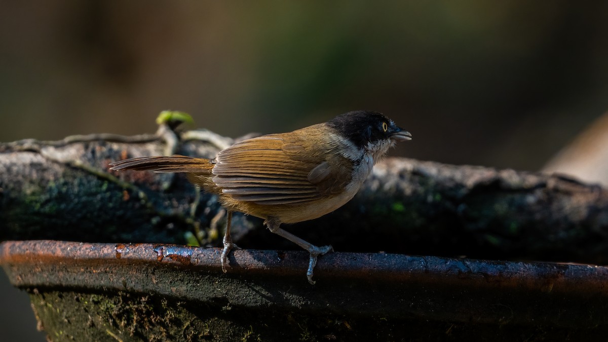 Dark-fronted Babbler - ML623881916