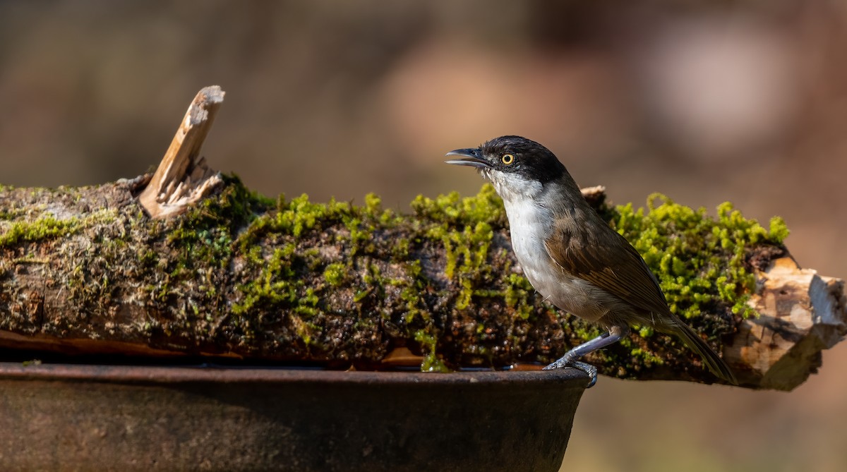 Dark-fronted Babbler - ML623881917