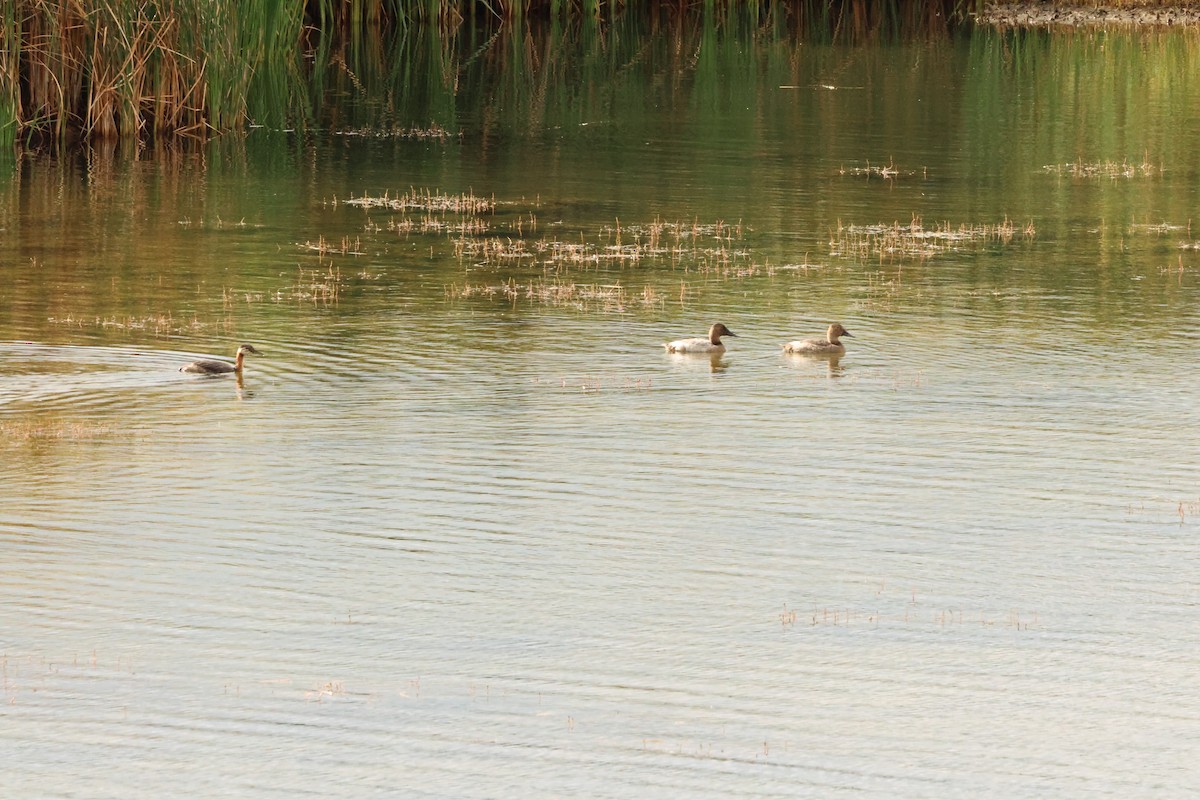 Canvasback - ML623881922