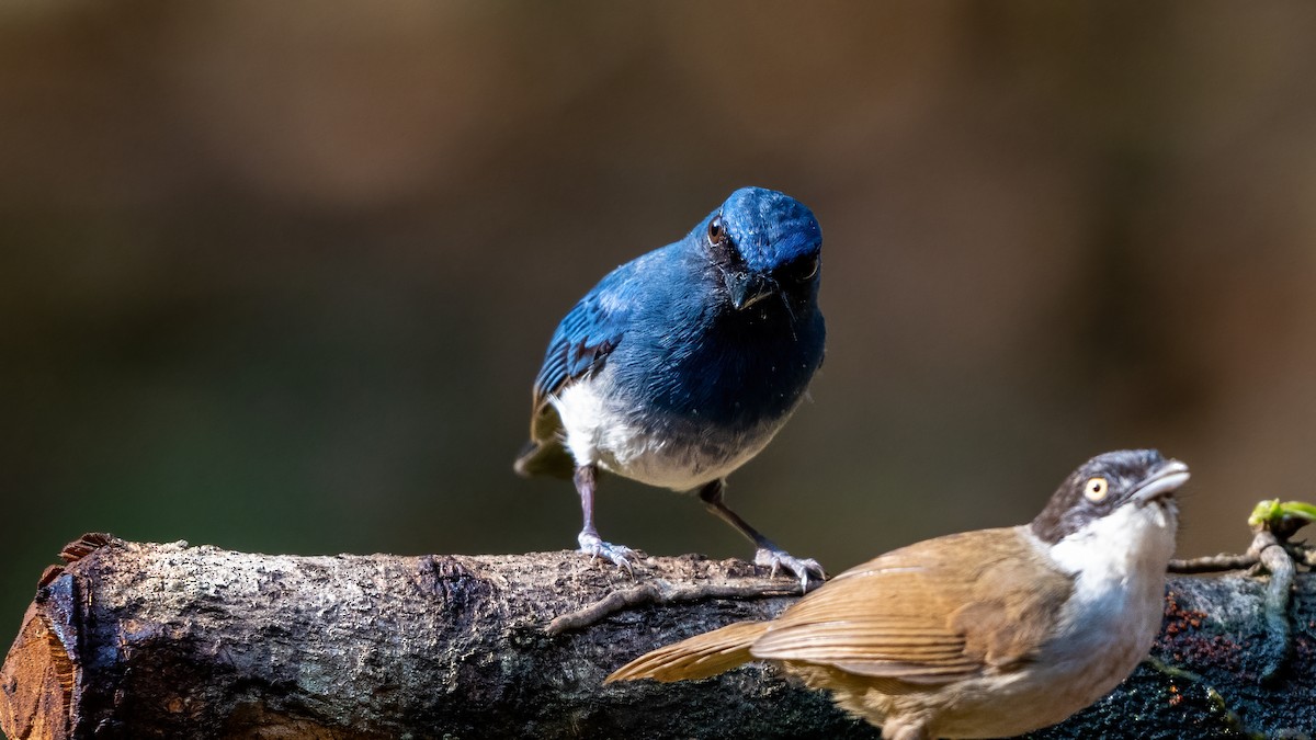 White-bellied Blue Flycatcher - ML623881925