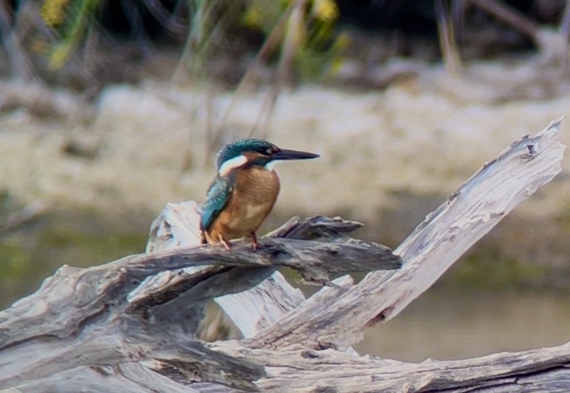 Common Kingfisher - Patrick Finch