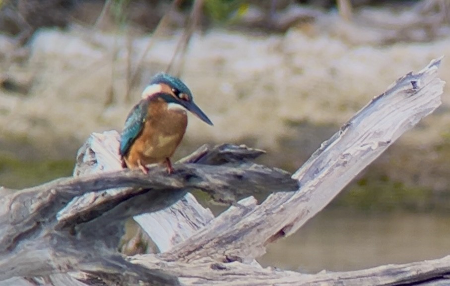 Common Kingfisher - Patrick Finch