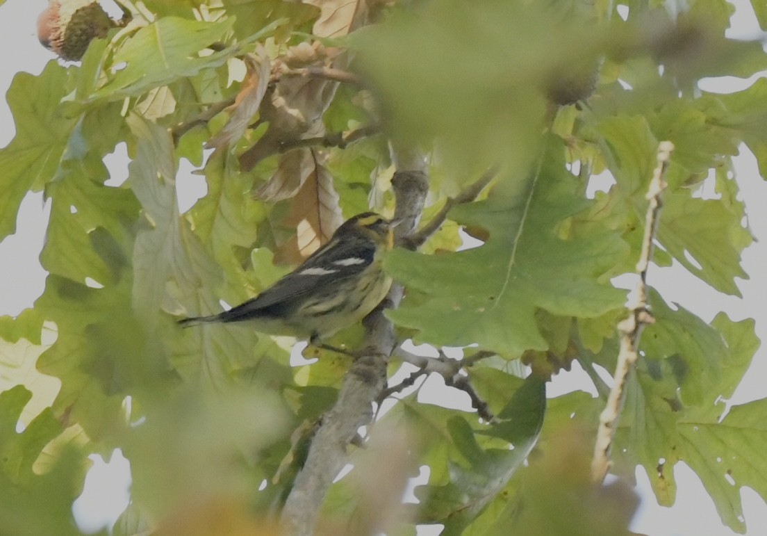 Blackburnian Warbler - ML623881943