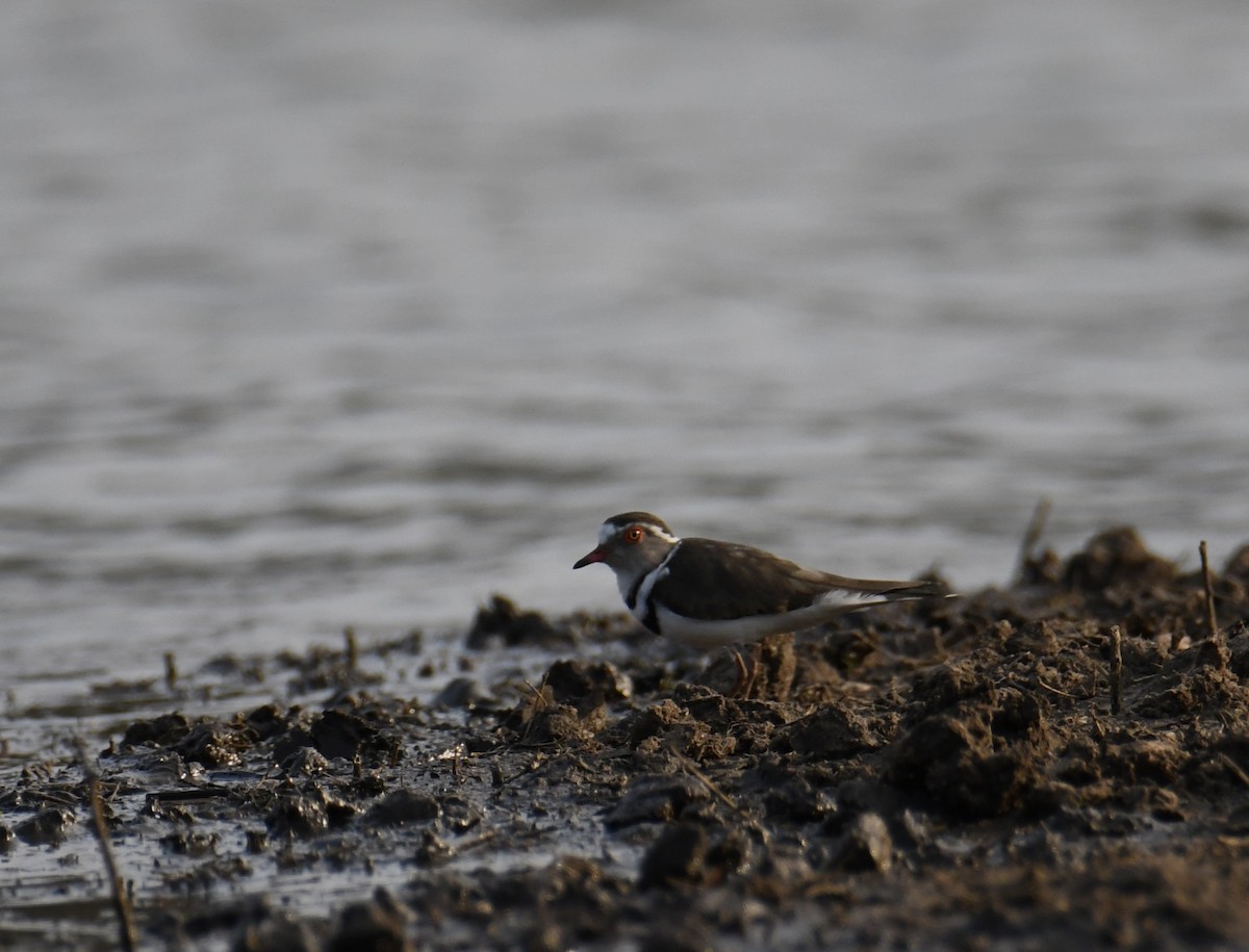 Three-banded Plover - ML623881956