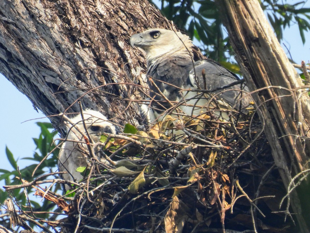 Harpy Eagle - ML623881959