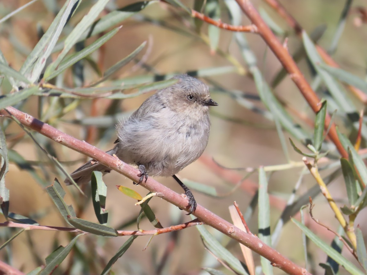 Bushtit - ML623881970