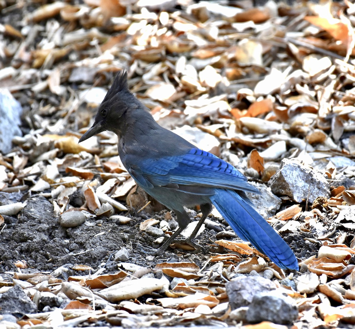 Steller's Jay (Coastal) - ML623881973