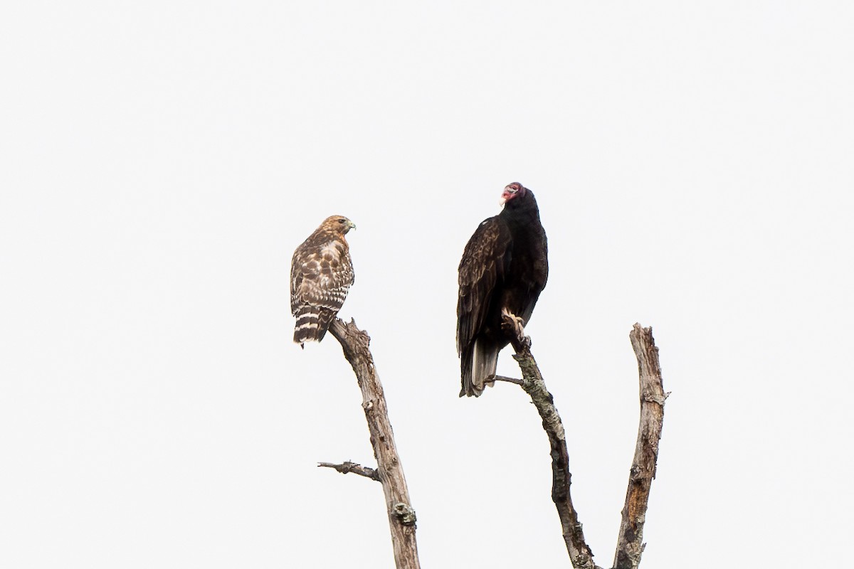 Red-shouldered Hawk - ML623881978