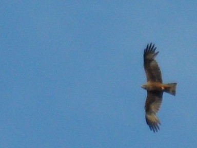 Red Kite - ML623881981