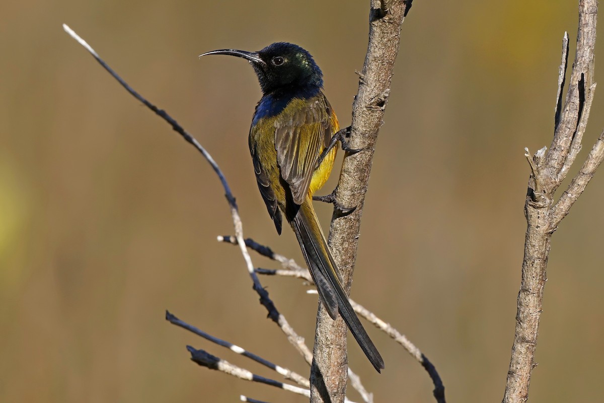 Orange-breasted Sunbird - Marcin Sidelnik