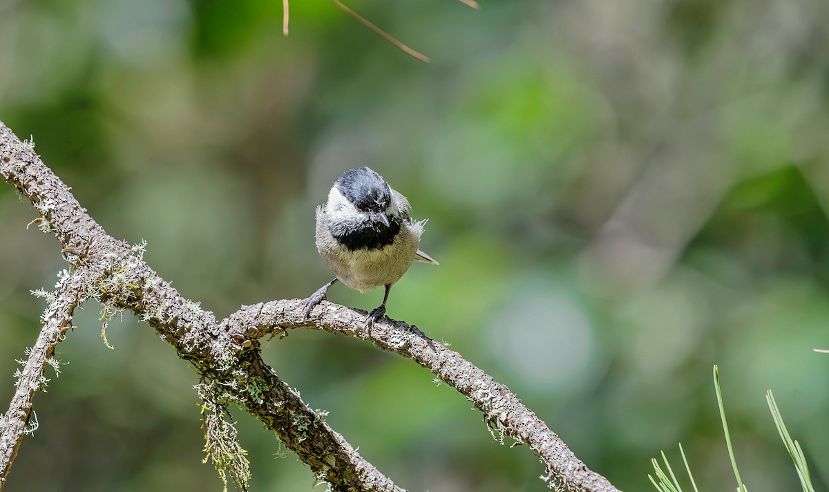 Mexican Chickadee - ML623881999