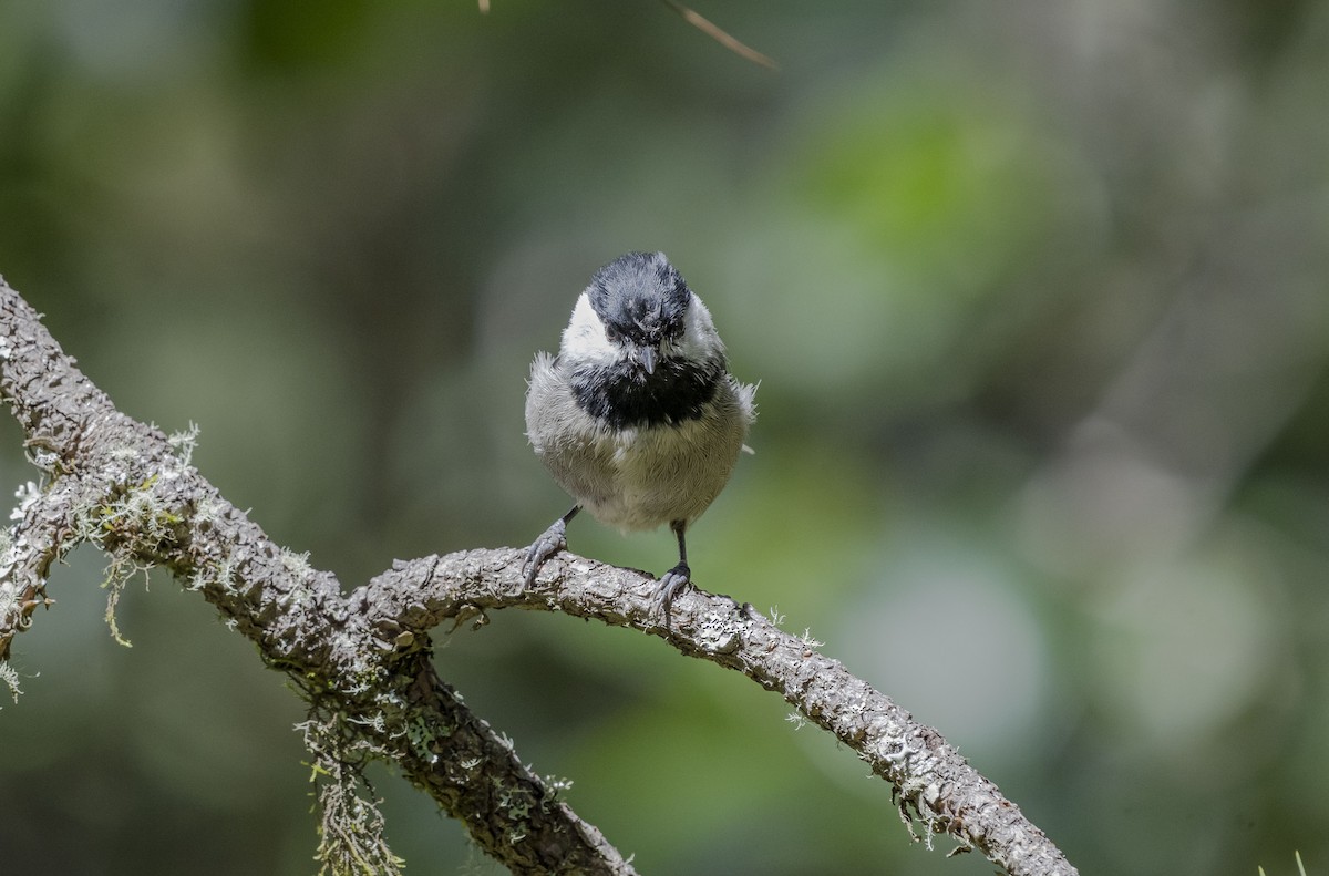 Mexican Chickadee - ML623882012