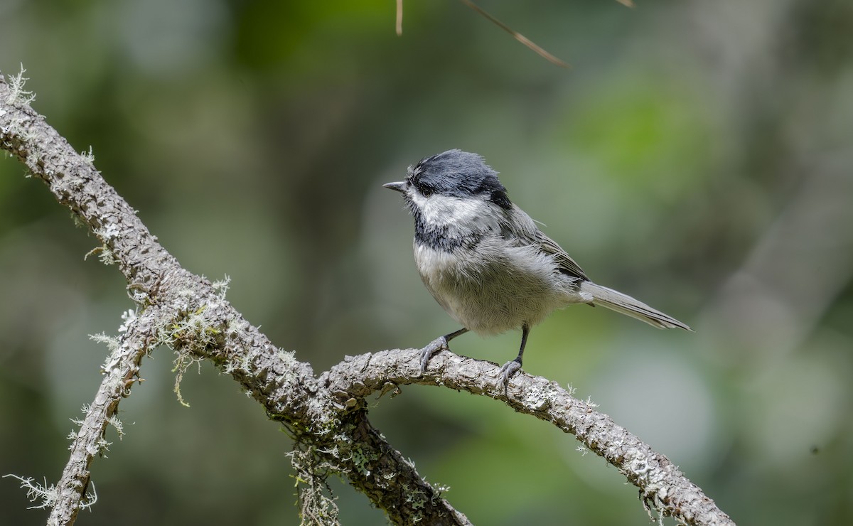 Mexican Chickadee - ML623882023