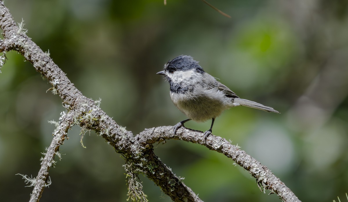 Mexican Chickadee - ML623882026