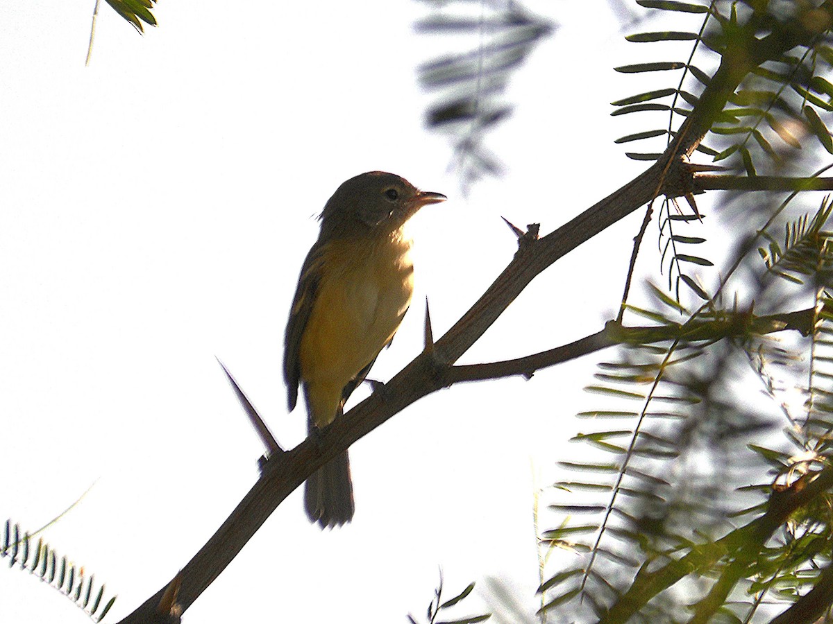 Bell's Vireo - ML623882027