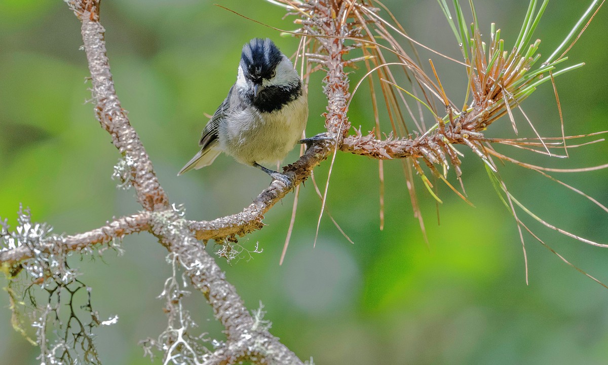 Mexican Chickadee - ML623882031