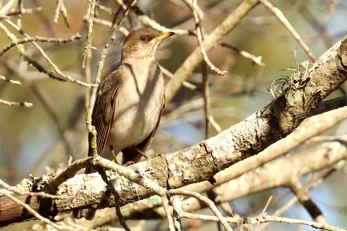 Creamy-bellied Thrush - ML623882032