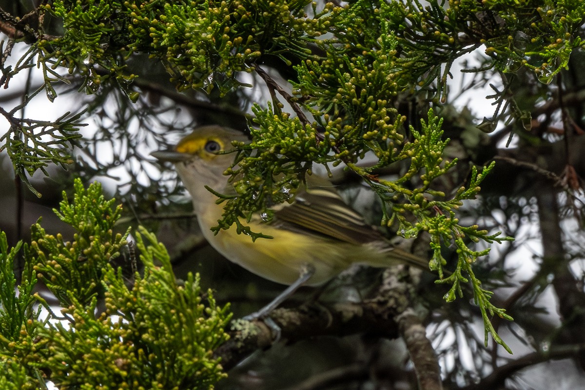 Weißaugenvireo - ML623882050