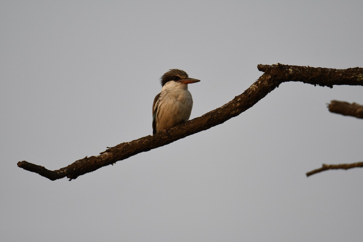 Striped Kingfisher - ML623882051