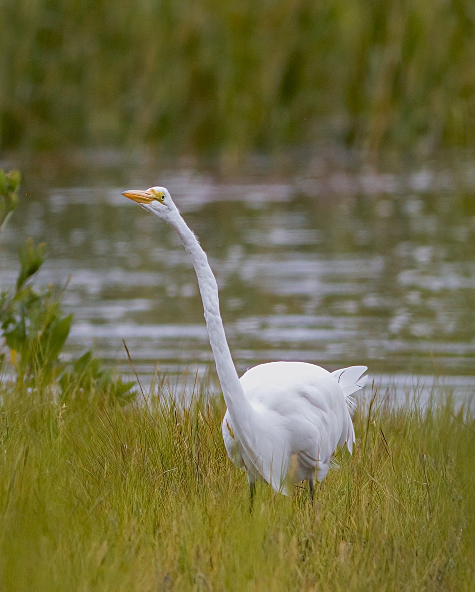 Great Egret - John Gluth