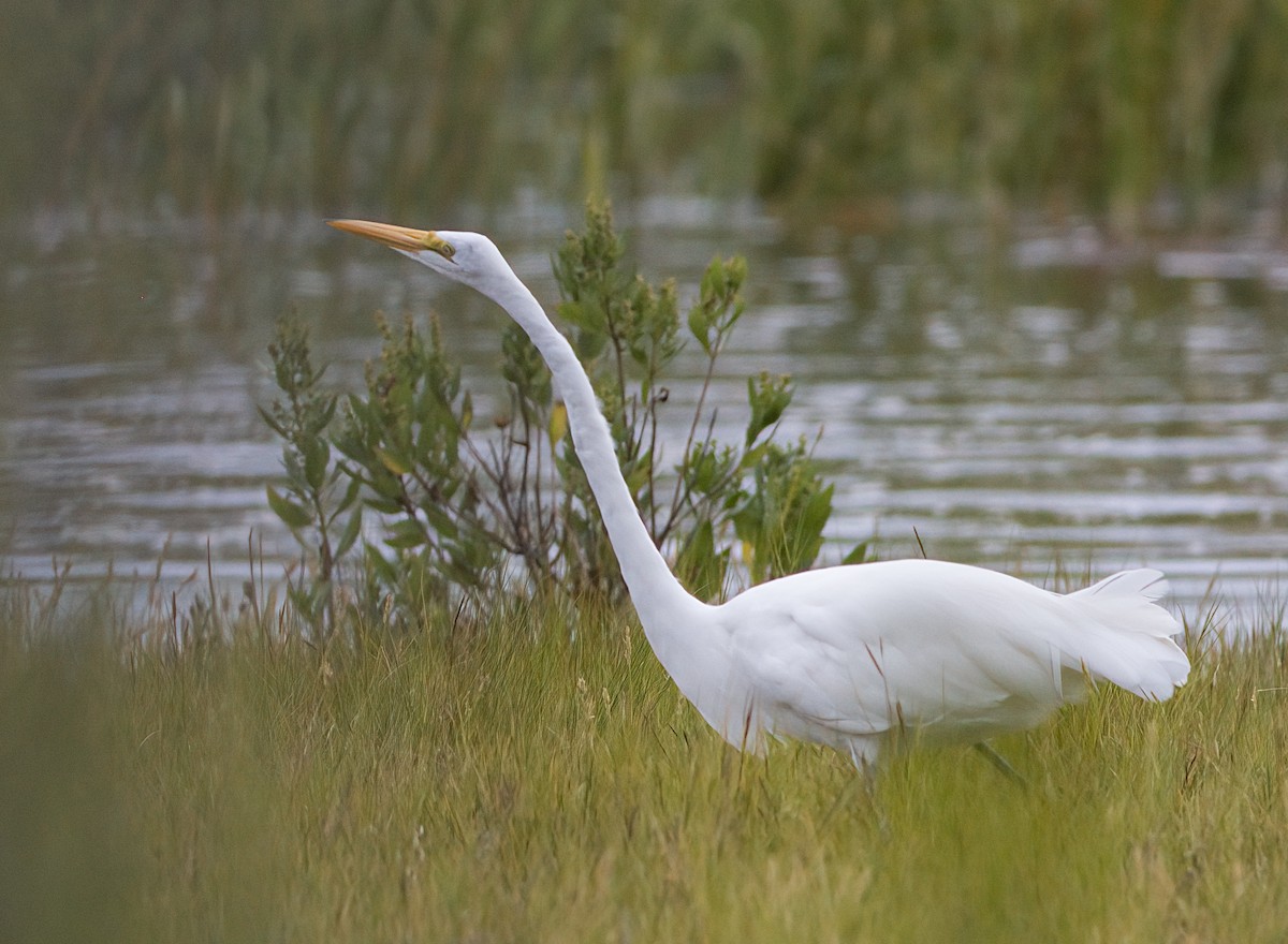 Great Egret - John Gluth