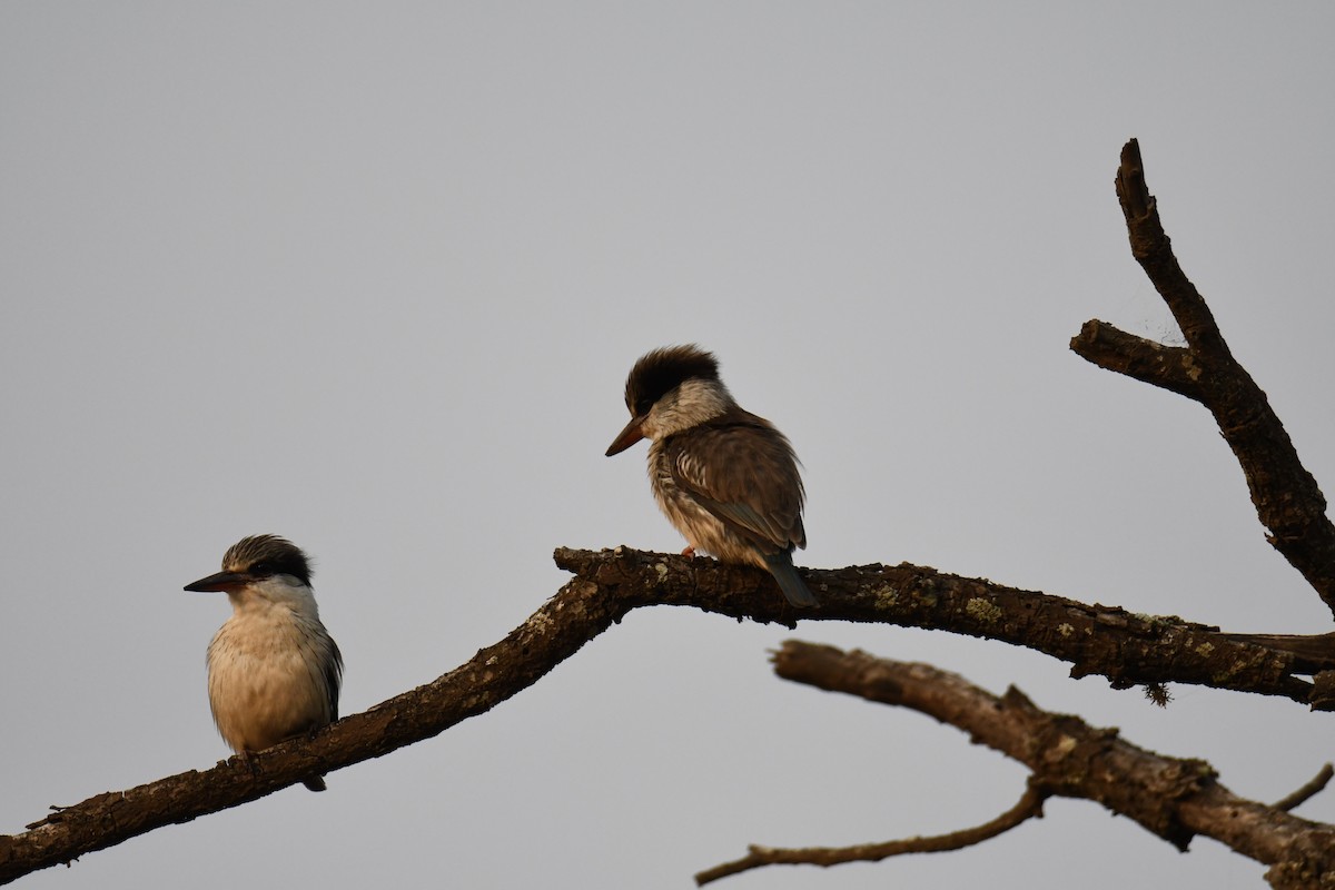 Striped Kingfisher - ML623882065