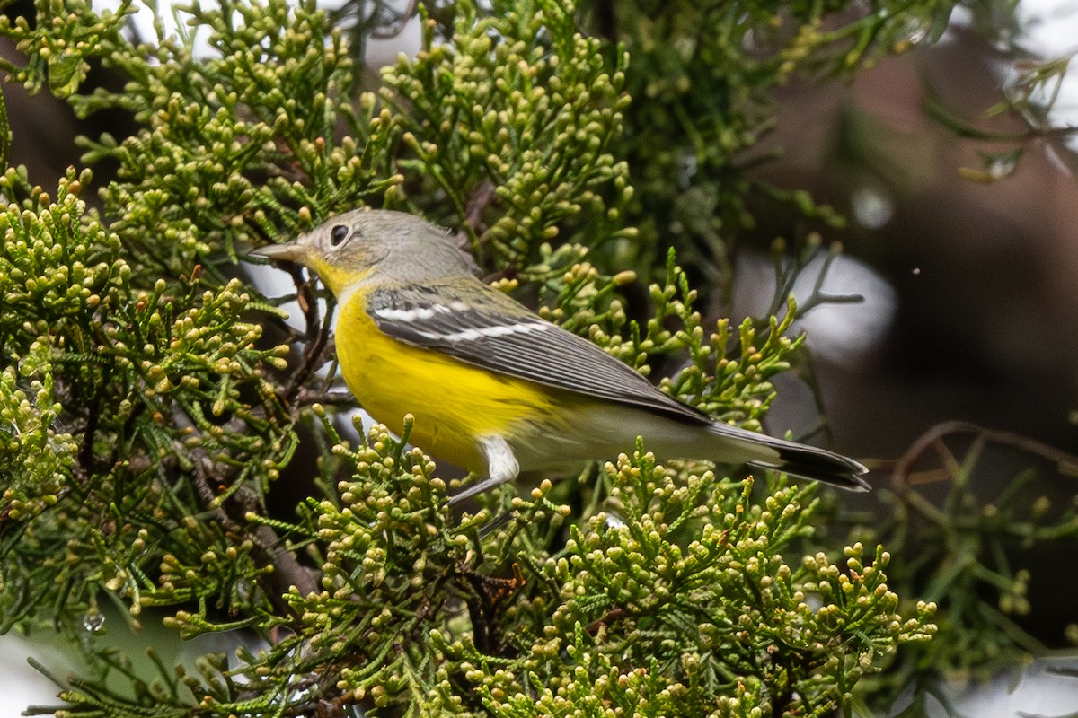 Magnolia Warbler - ML623882066