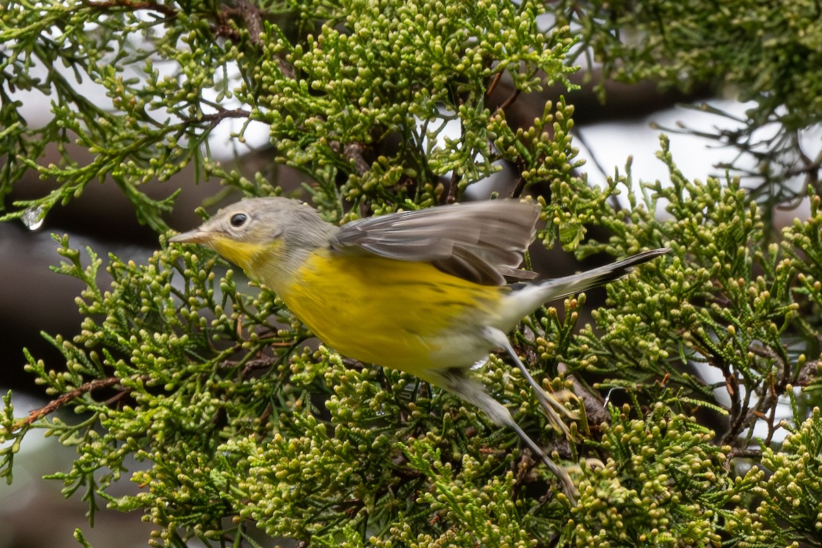 Magnolia Warbler - ML623882067